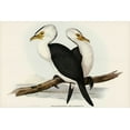 thumbnail image 2 of Gould, John 18x13 Gold Ornate Wood Framed with Double Matting Museum Art Print Titled - Little pied cormorant-Phalacrocorax melanoleucus, 2 of 4