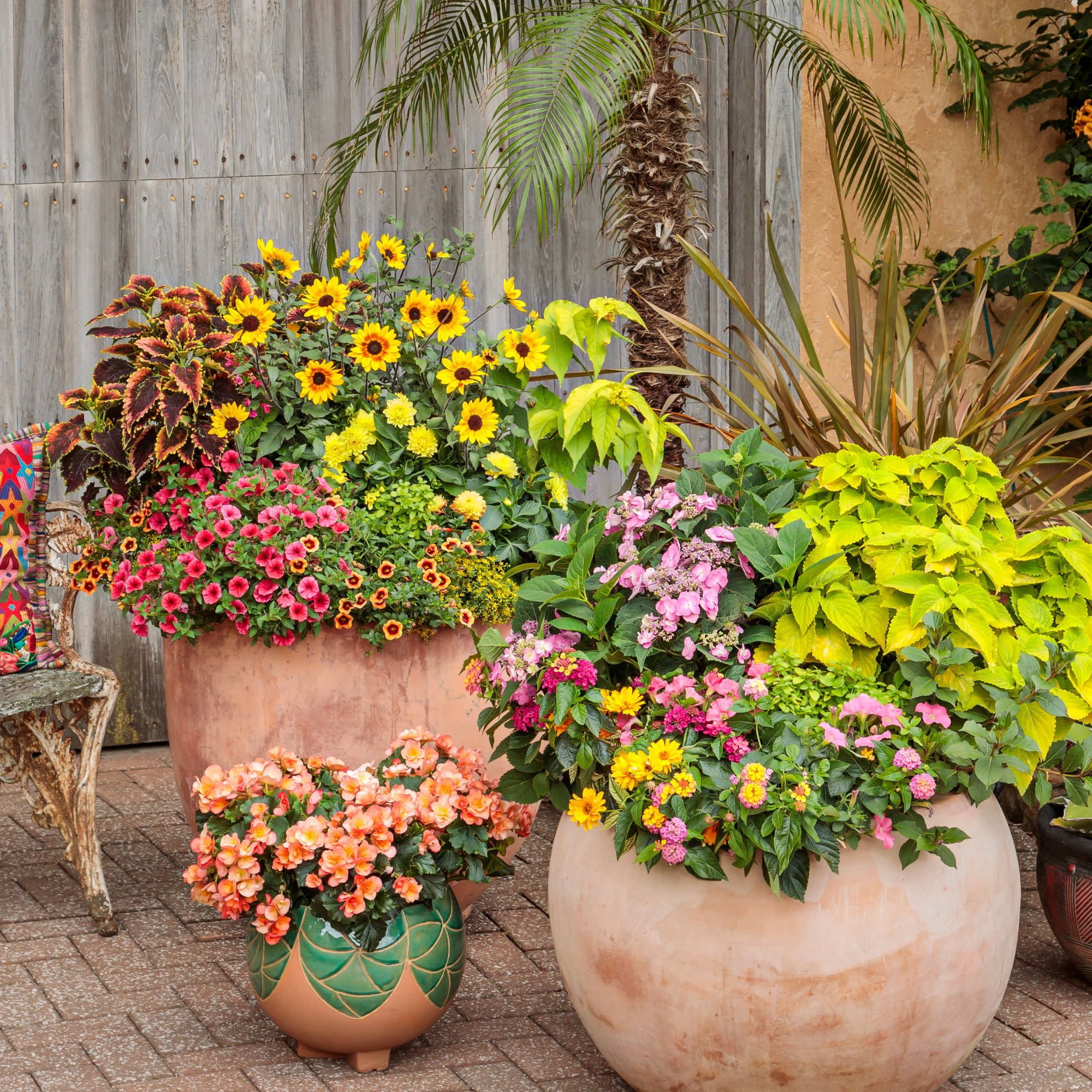 Proven Winners 4" Orange Superbells Tangerine Punch Calibrachoa Live Plant in 4.25" Pot (4 Count)
