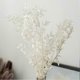 thumbnail image 4 of 45cm Dried Preserved Ruscus Flowers - Forever Green DIY Decor for Home & Floral Arrangements, 4 of 5