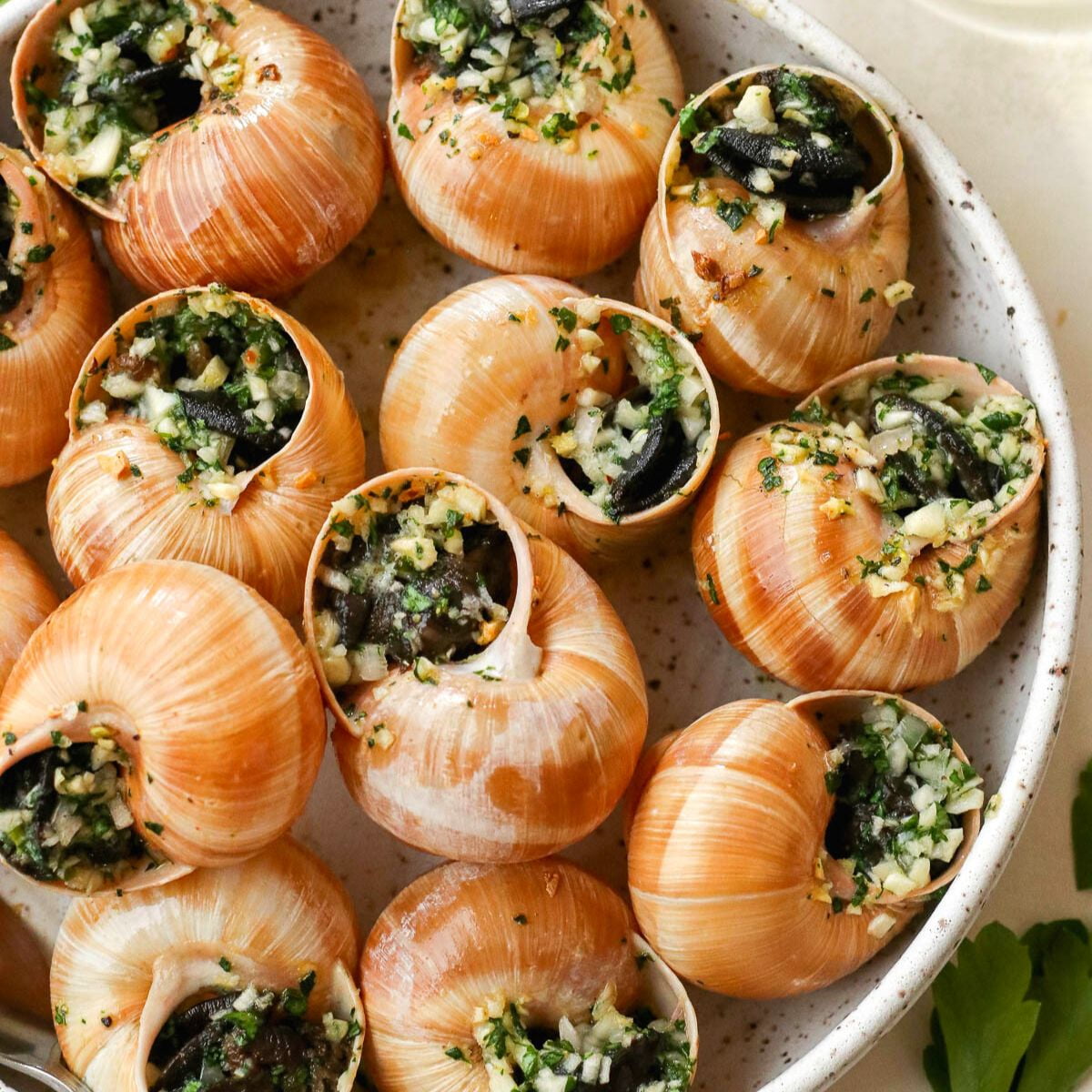 Great Atlantic Trading Burgundy Snail Escargots, 72 Piece, 1.76 Pound Canned Seafood