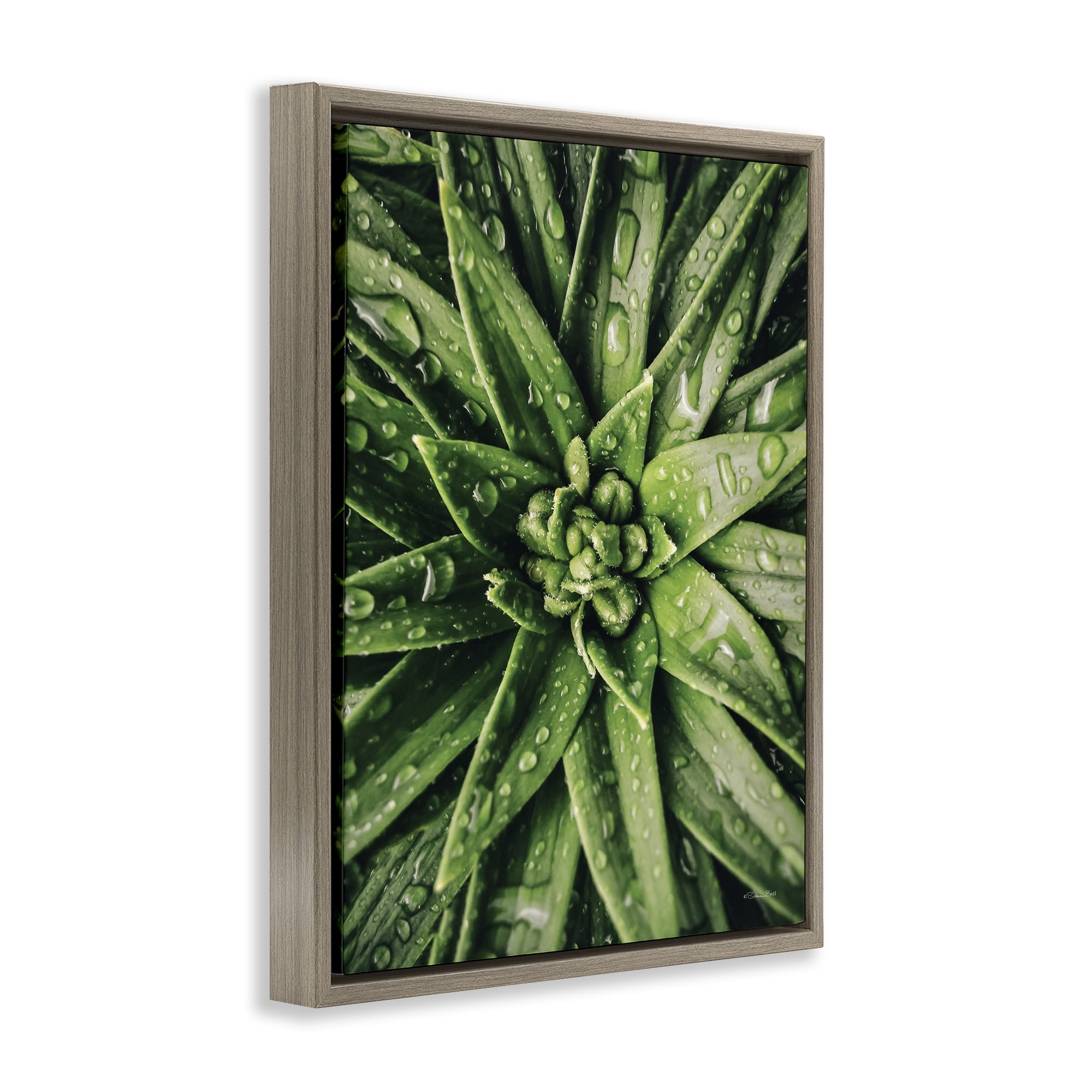 Stupell Industries Succulent in Rain Botanical & Floral Photography Brown Floater Framed Art Print Wall Art, 17 x 21