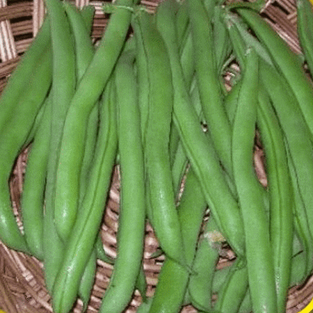 Everwilde Farms - 160 Burpee Stringless Green Bush Bean Seeds - Gold Vault Jumbo Bulk Seed