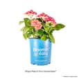 thumbnail image 5 of 1 Gallon Soul Mate™, 5 of 10