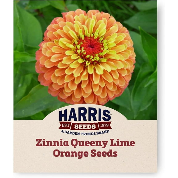 Harris Seeds - Zinnia Seeds Queeny Lime Orange Flowers - Non-GMO - 50 Seeds