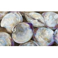 thumbnail image 2 of Vertentes, Jeanette 32x21 White Modern Wood Framed Museum Art Print Titled - Clambake Cluster, 2 of 4