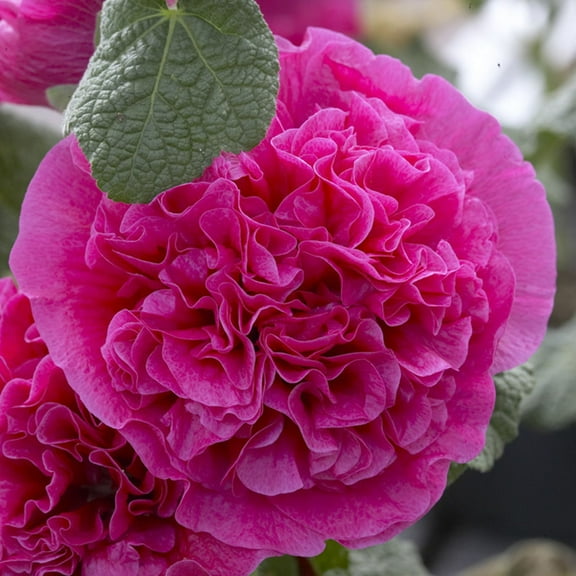 Van Zyverden Hollyhocks Double Pink Set of 5 Plant Roots Pink Full Sun Deer Resistant 1 lb