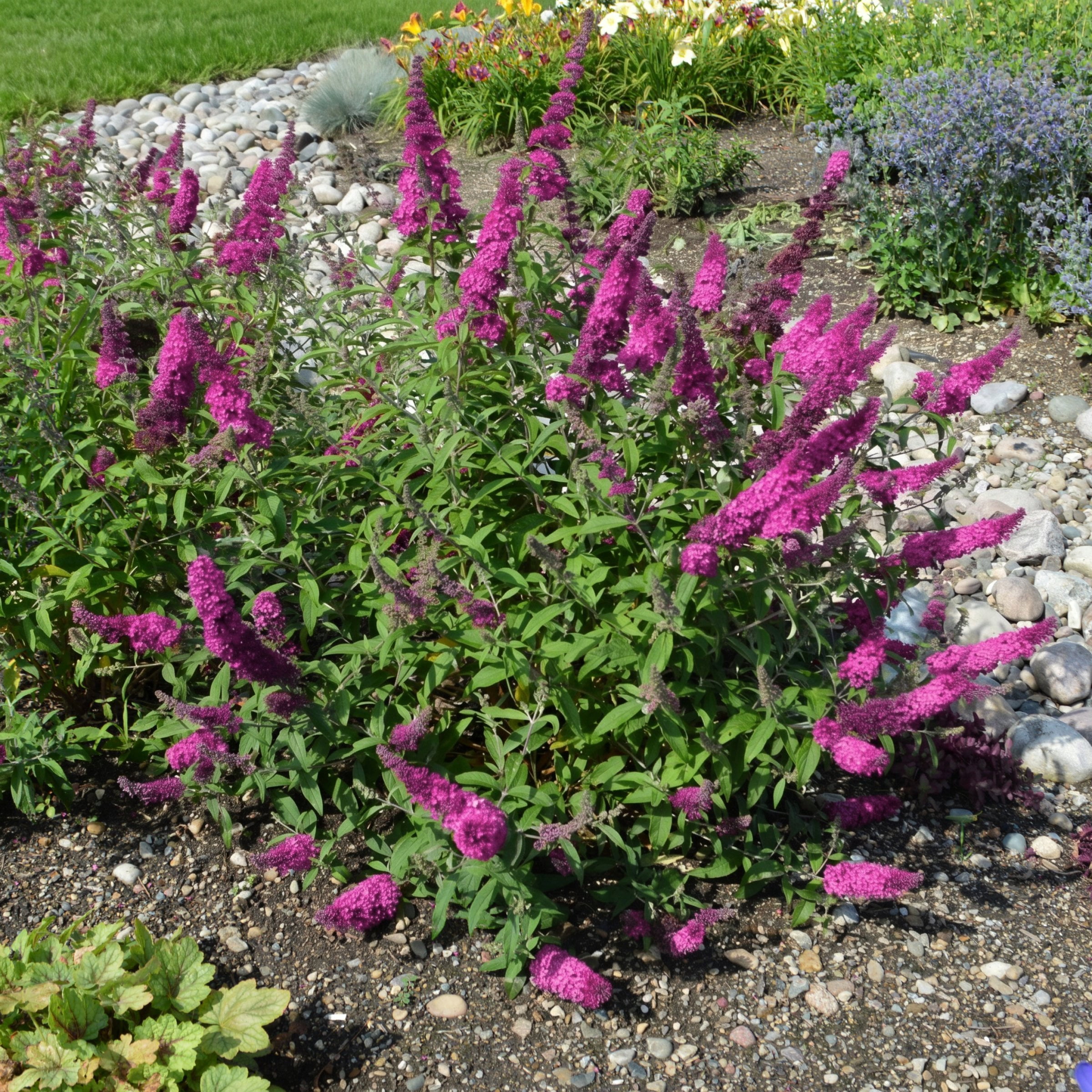 National Plant Network 3.25 in. Buddleia Nanho Purple