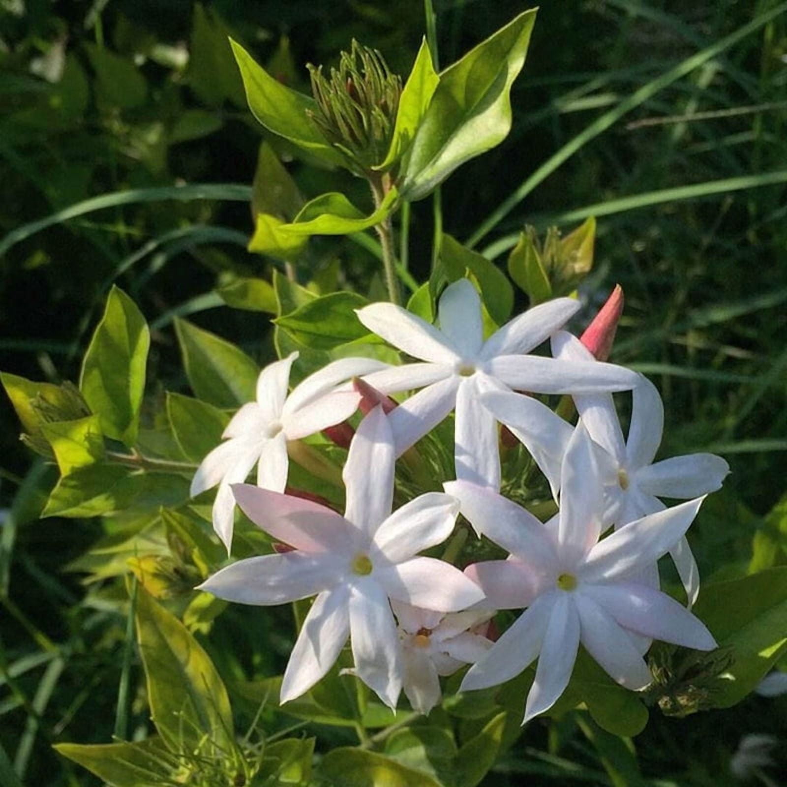 Star Jasmine Live Climbing Vine-3 Gallon