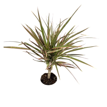 Dracaena Colorama Cane Air Purifying House Plants, 4" Pot
