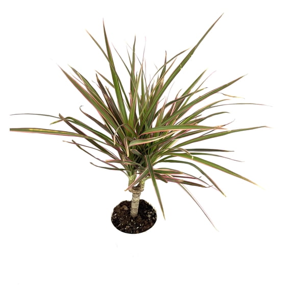 Dracaena Colorama Cane Air Purifying House Plants, 4" Pot