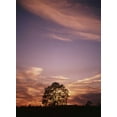 thumbnail image 2 of Grandmaison, Mike 11x14 White Modern Wood Framed Museum Art Print Titled - Canada, Ontario, Breslau, tree at sunset, 2 of 4