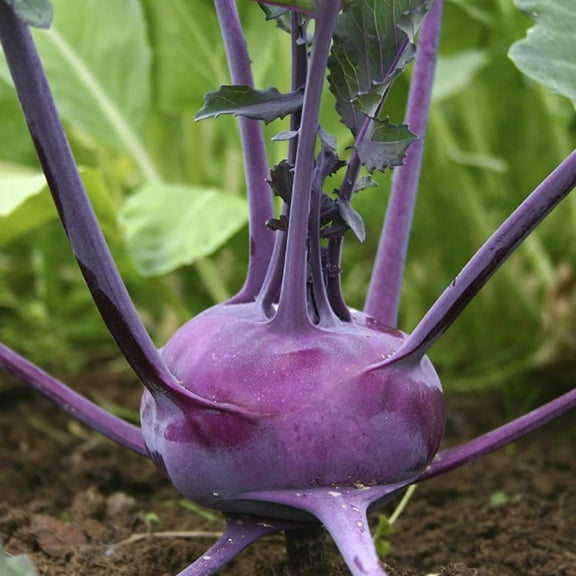 TomorrowSeeds - Purple Vienna Kohlrabi Seeds - 3000  Count - For 2026 Planting USA Asian Chinese