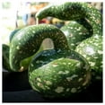 thumbnail image 4 of Everwilde Farms 25 Speckled Swan Gourd Plant Seeds, 4 of 5