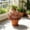 350#Red, variant on Ground Insert Artificial Green Foliage Plant Decor, Wind Resistant Long Lasting Outdoor Shrub Ornament, Easy Install Landscape Embellishment For Garden Lawn Courtyard Halloween Yard Layout
