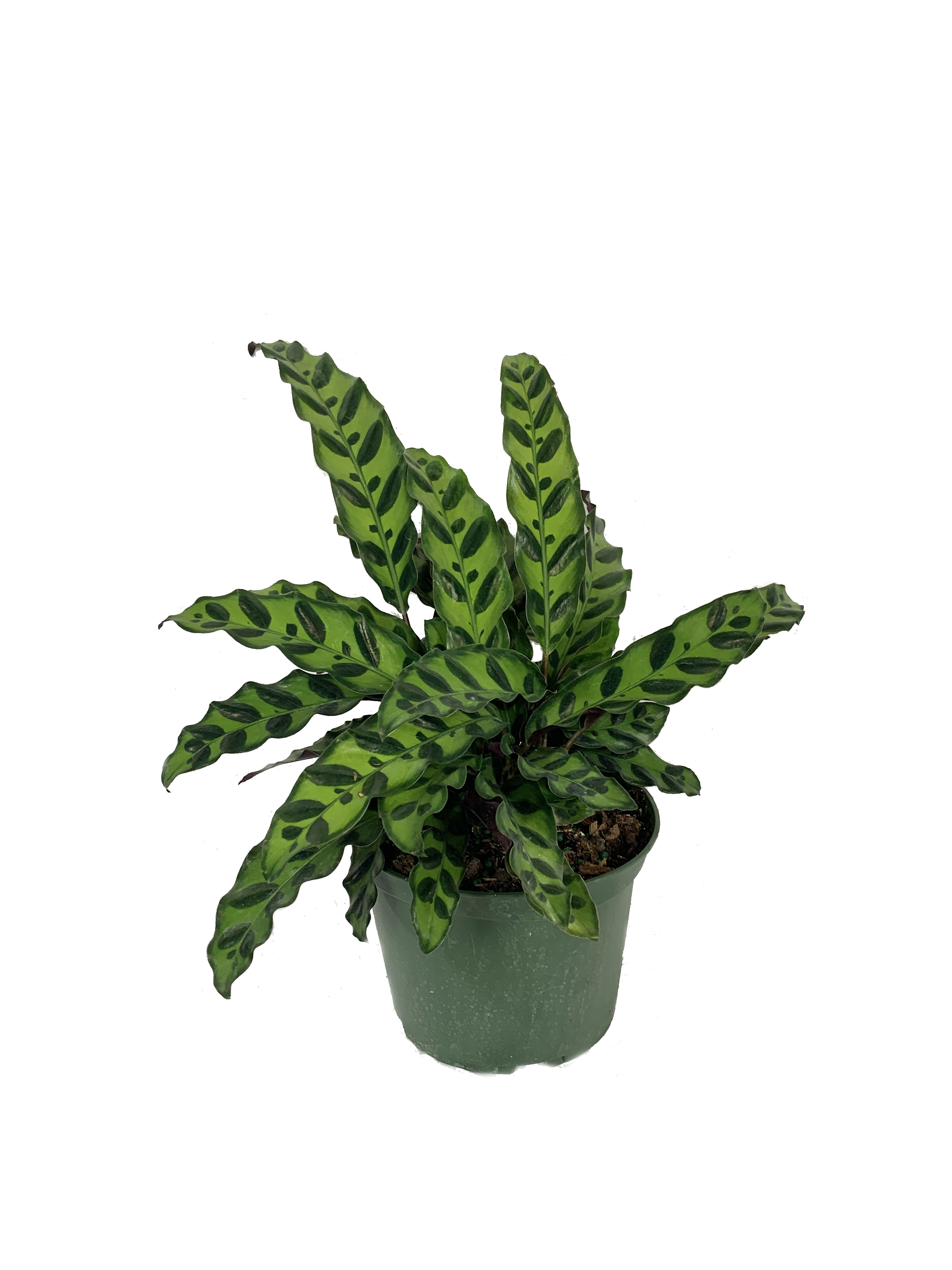 Rattlesnake Calathea Live Plant in a 6 Inch Pot Calathea Lancifolia