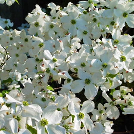 Cloud Nine Dogwood Live Tree – 2 Gallon