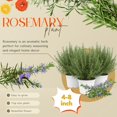 thumbnail image 4 of Rosemary Bush Plant Live, 10" Tall in 4" Pot, Fragrant Rosemary Live Plant for Indoors Outdoor Planting, Well-rooted, 4 of 6