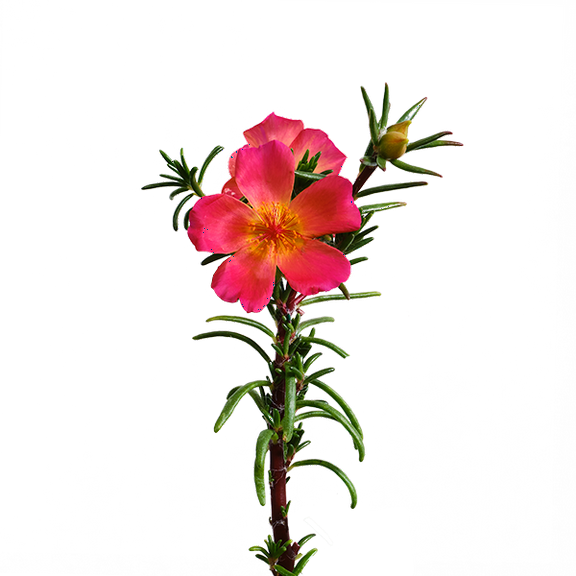 edn SmallGarden Moss Rose SeedPods - 10 Pack