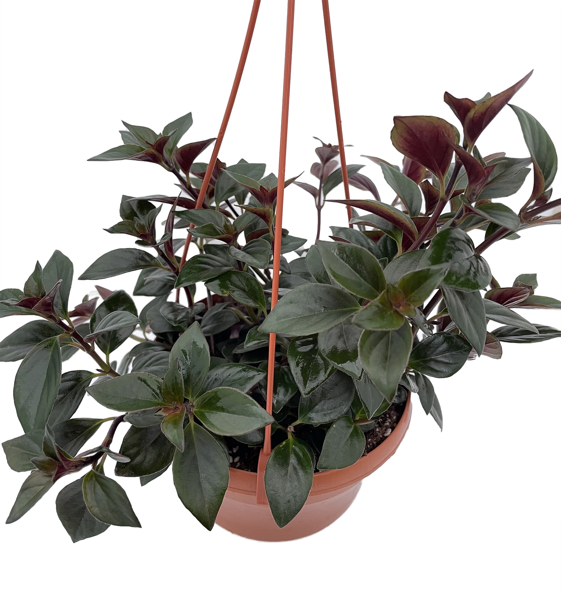 Goldfish Plant Nematanthus X Hybrid 6" Hanging Basket Blooms