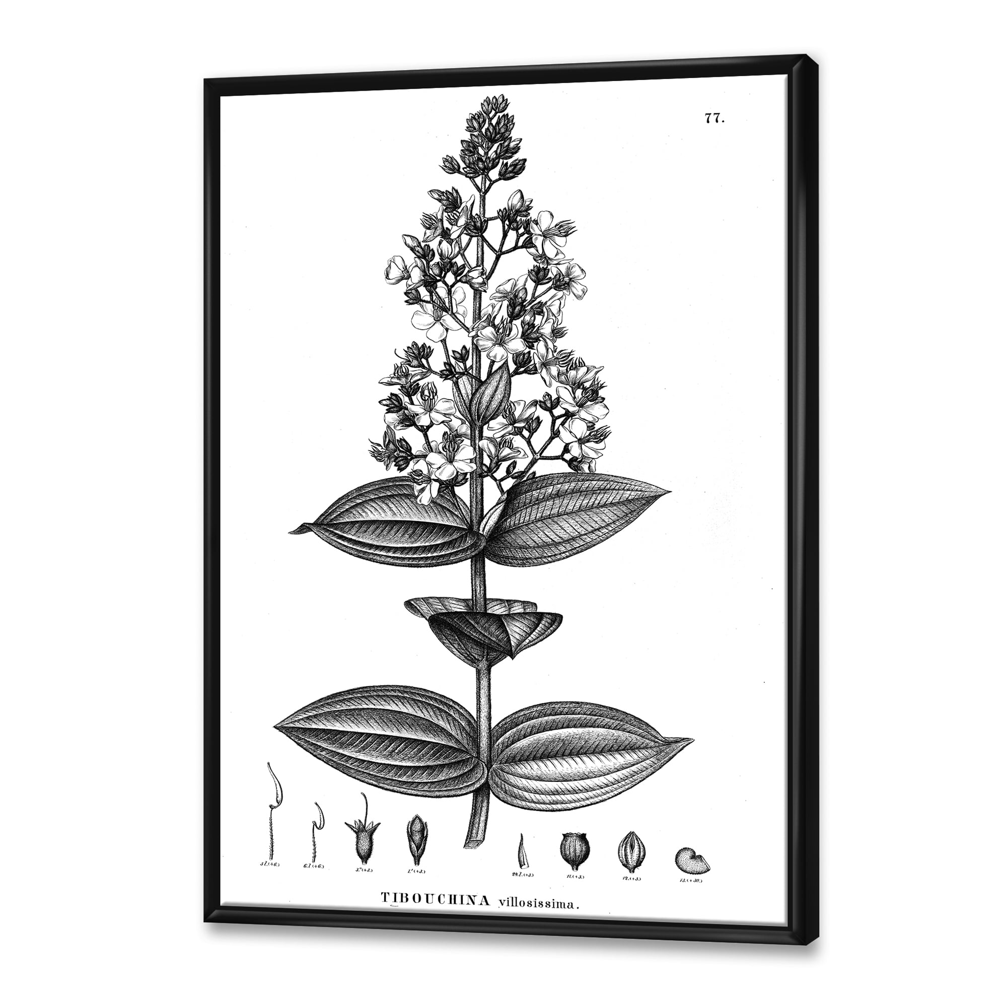 Designart 'Ancient American Flora VI' Traditional Framed Canvas Wall Art Print