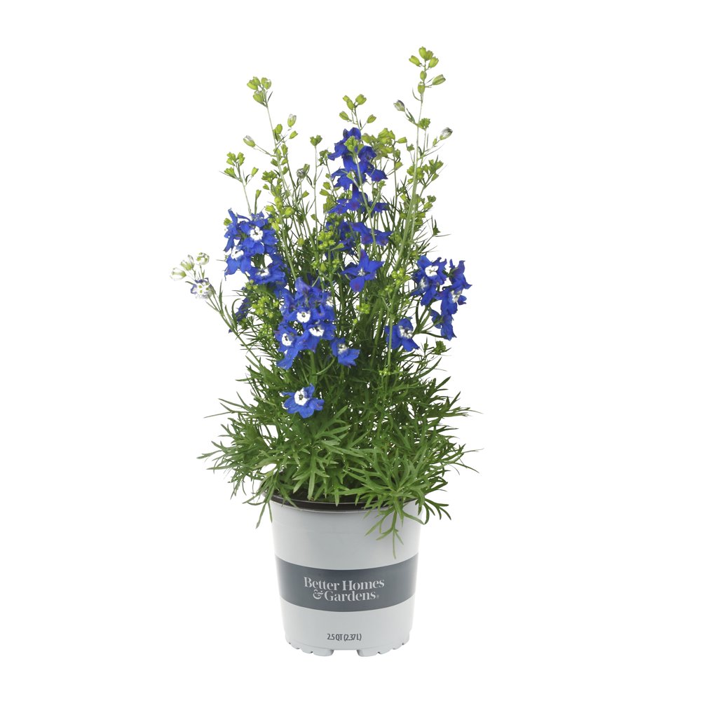 Better Homes & Gardens Delphinium Blue Diamonds 2.5QT Blue Live Plants