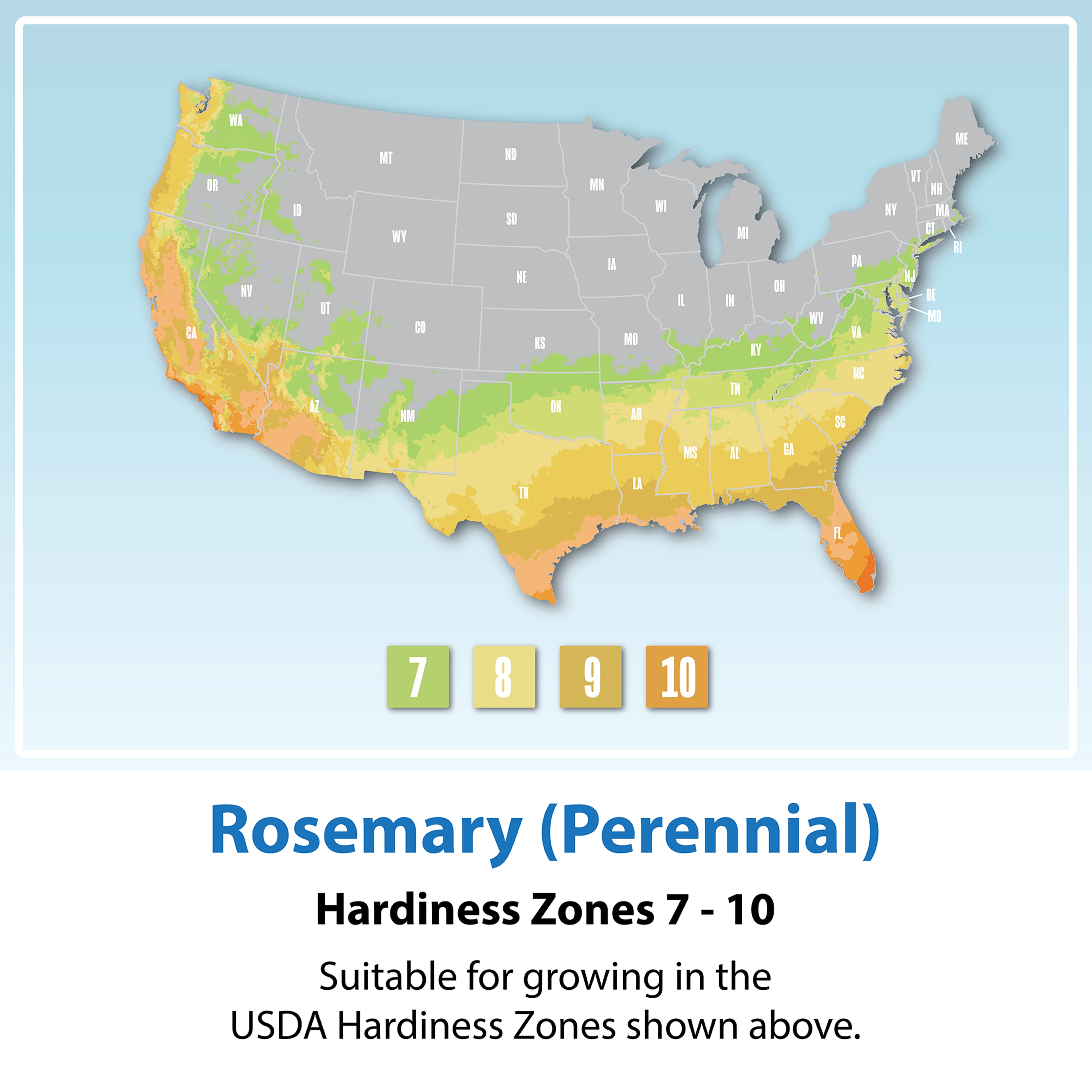 Altman Plants Ornamental Upright Rosemary | 1 gal. Grow Pot; Full Sun | Garden Annual, Outdoor Plant
