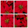 thumbnail image 5 of Sympathy Silks Artificial Red Poinsettia Weighted Pot 24" Tall, 5 of 7