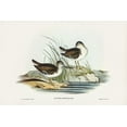 thumbnail image 2 of Gould, John 32x23 Black Ornate Wood Framed with Double Matting Museum Art Print Titled - Fairy Sandpiper-Actitis empusa, 2 of 4