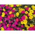 thumbnail image 6 of Expert Gardener 1.5G Purslane Mixed Colors Live Plant Hanging Basket Full Sun, 6 of 18
