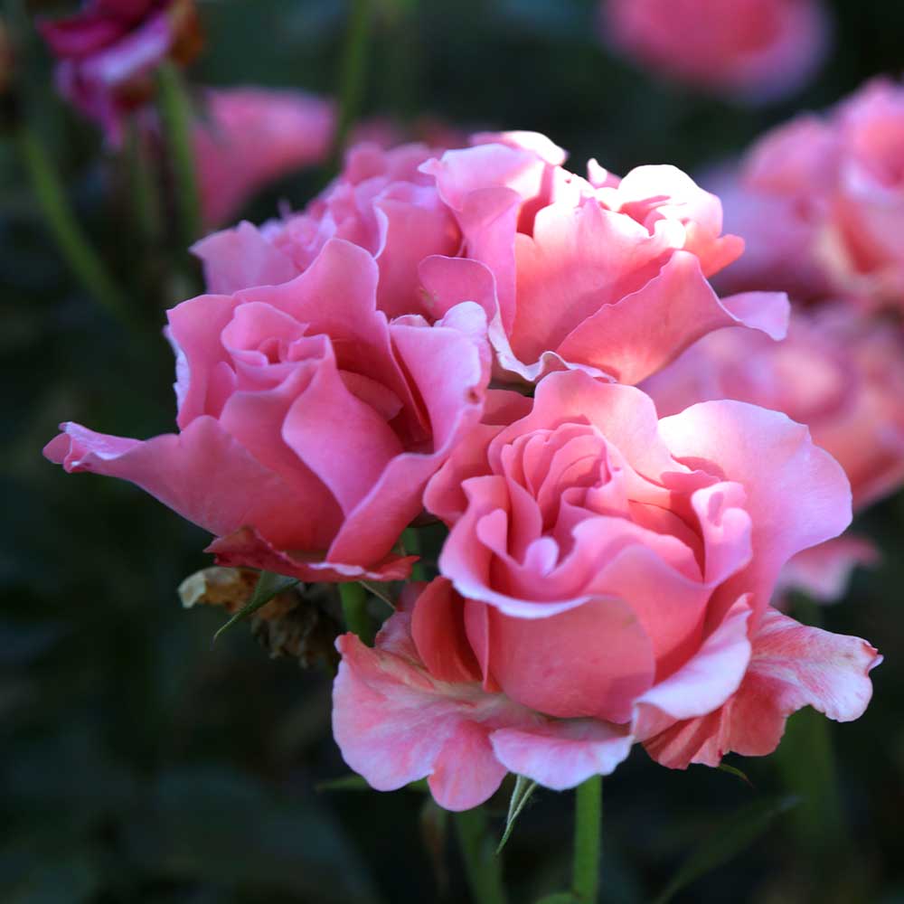 Heirloom Roses Pink Rose Plant - Paris de Yves St. Laurent ™ Hybrid Tea Rose Plant - image 3 of 8