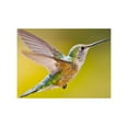 thumbnail image 2 of Lord, Fred 18x13 White Modern Wood Framed Museum Art Print Titled - Colorado, Heeney Rufous hummingbird in flight, 2 of 4