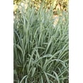 thumbnail image 3 of Expert Gardener 2.5 Quart Miscanthus Cabaret Perennial Ornamental Grass Outdoor Live Plants Full Sun, 3 of 5