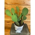 thumbnail image 2 of Opuntia Microdasys Rubra, 6" Plant, The Plant Farm, 2 of 3