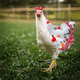 thumbnail image 5 of Sillas de montar para gallinas Silla de montar Delantal de pollo Protector para ala trasera de aves de corral, 5 of 5