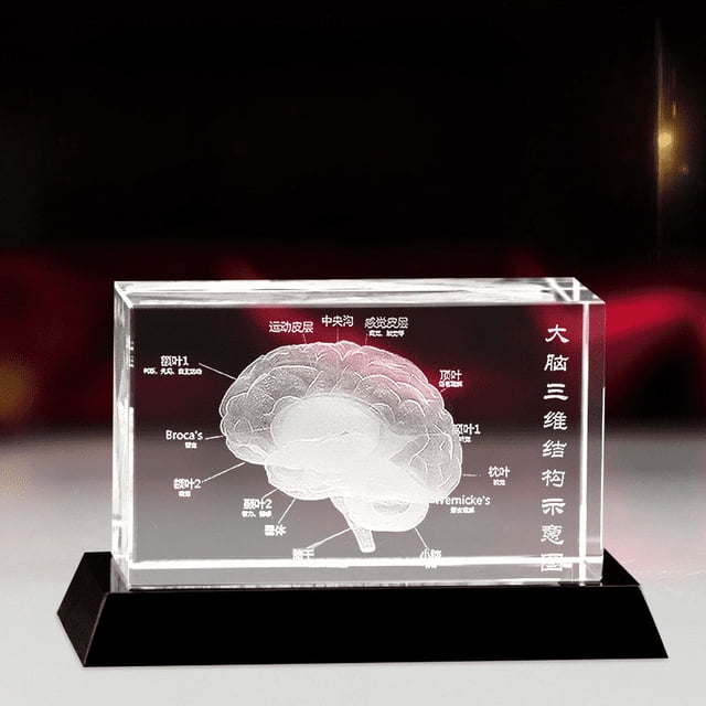 Diagrama de estructura anatómica con adornos artesanales, modelo de cerebro en inglés, cuerpo humano médico con grabado de cristal 3D