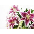 thumbnail image 4 of KaBloom Fresh Cut Flowers Bouquet of 5 Pink Lilies without Vase, Fragrant, Gift for all occasions, 4 of 5