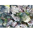2 Black Scallop Ajuga reptans in 3.5 Inch Pots - Walmart.com