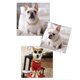 thumbnail image 2 of French Fighting Dog Bully Gold Chain Perro Pequeño y Mediano yeacher Collar, 2 of 6