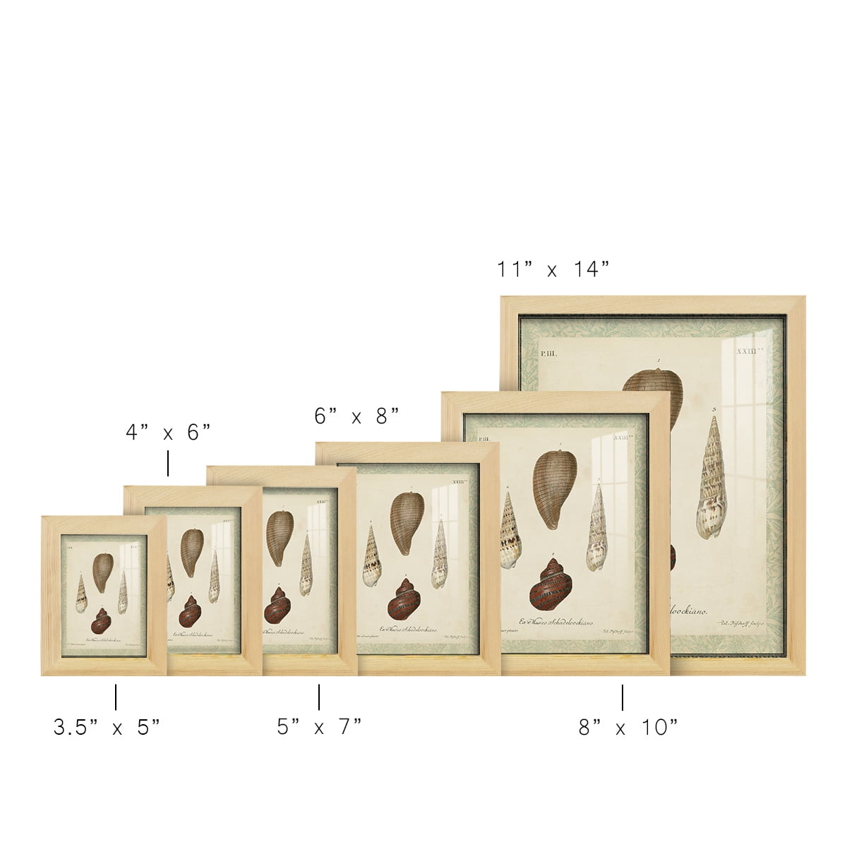 Bookplate Shells V - Framed Print w/glass - Natural Wood
