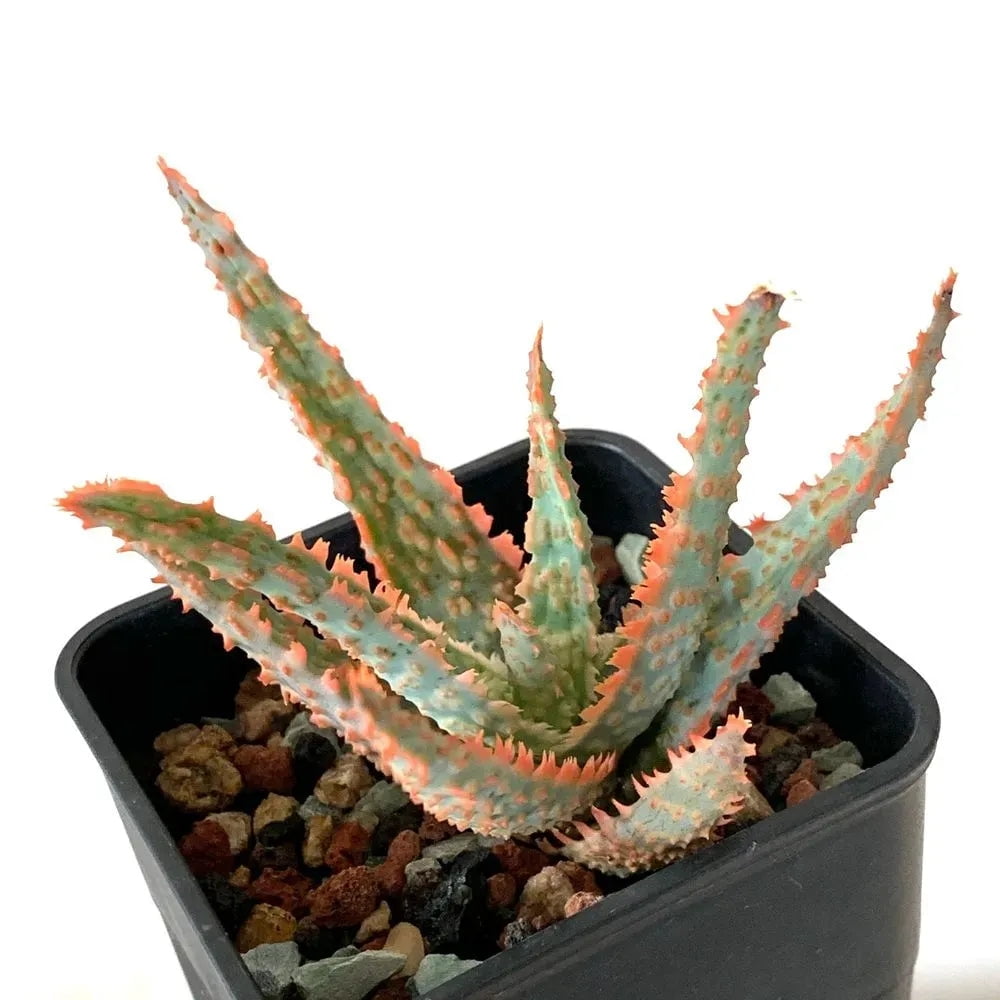 RedCrocus Aloe 'Christmas Carol' Succulent Variegated Green & Cream Leaves Drought-Tolerant Indoor & Outdoor Plant 6" Pot