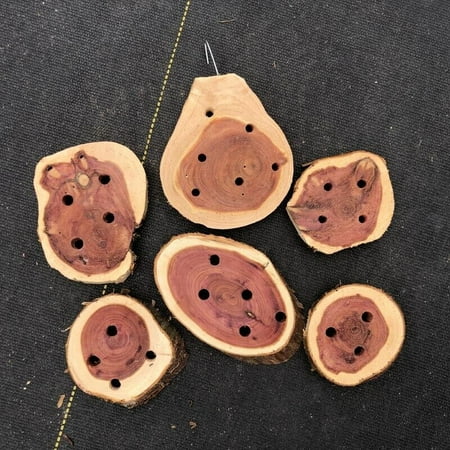 CEDAR WOOD 6 SMALL COOKIES CUT COMBO 10 square inch MAX surface mount