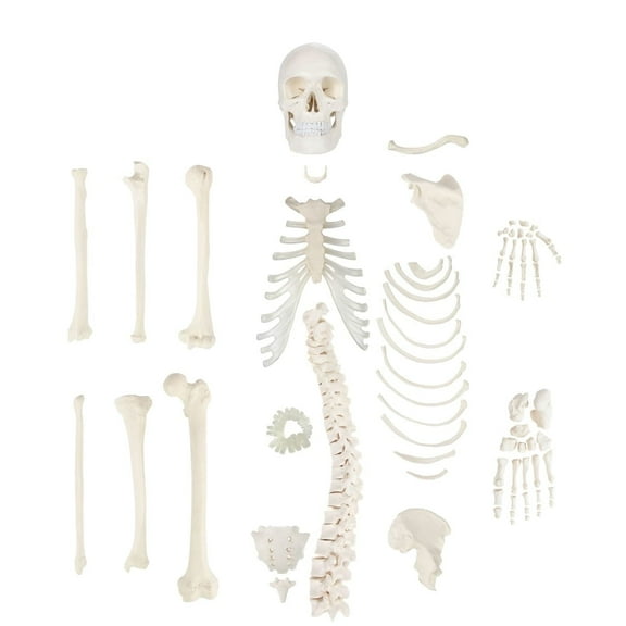 Axis Scientific Half Disarticulated Human Skeleton with 3-Part Skull, Hand, Foot, Life Size Bones   Manual
