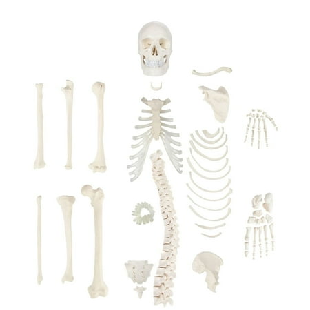 Axis Scientific Half Disarticulated Human Skeleton with 3-Part Skull, Hand, Foot, Life Size Bones + Manual