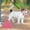 Pink, variant on Bluetooth 5.0 Smart Anti-Loss Device for Pet, Keys, Wallets - Compact GPS Tracker with Wireless Camera Function and Long Battery Life Pink