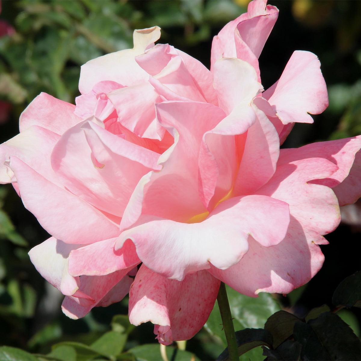 Van Zyverden Roses Touch of Class 1 Plant Root Stock Pink Partial Sun Fragrant 3 lb