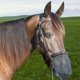 thumbnail image 3 of Máscara Caballos Mask Fly Horse Gasina Nariz Cubierta S MEHA MEDIA ASIENTABLE AL ARRILLADO, 3 of 9