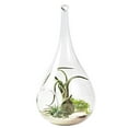 thumbnail image 1 of Glass Hanging Planter Decorative Air Plant Terrarium Glass Flower Pot for Home, 1 of 6