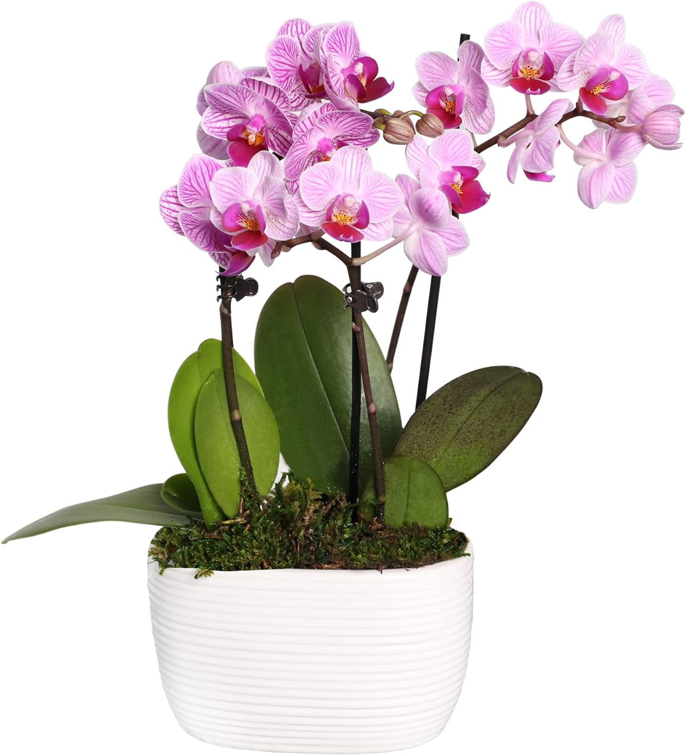Just Add Ice 6-10" Pink Mini Orchid Duo Live Plants in 4" White Ceramic Planter, House Plant