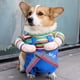thumbnail image 5 of Funny Pet Costumes, Cats And Dogs Transformed Into Funny Holiday Costumes, Pet Cosplay Costumes, 5 of 5