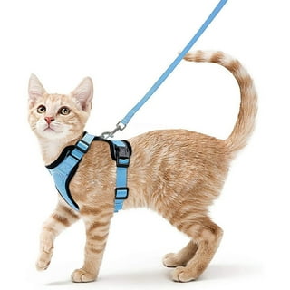 Kitten leash top and harness